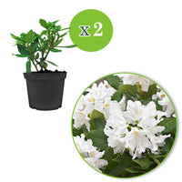 Rhododendron 'Cunningham's White' wit - Winterhard - Bloeiende heesters