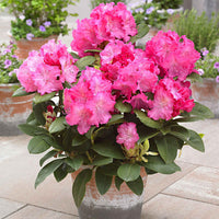 Rhododendron 'Germania' roze - Winterhard - Heesters voor terras en balkon