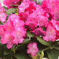 Rhododendron 'Germania' roze - Winterhard - Bloeiende struiken