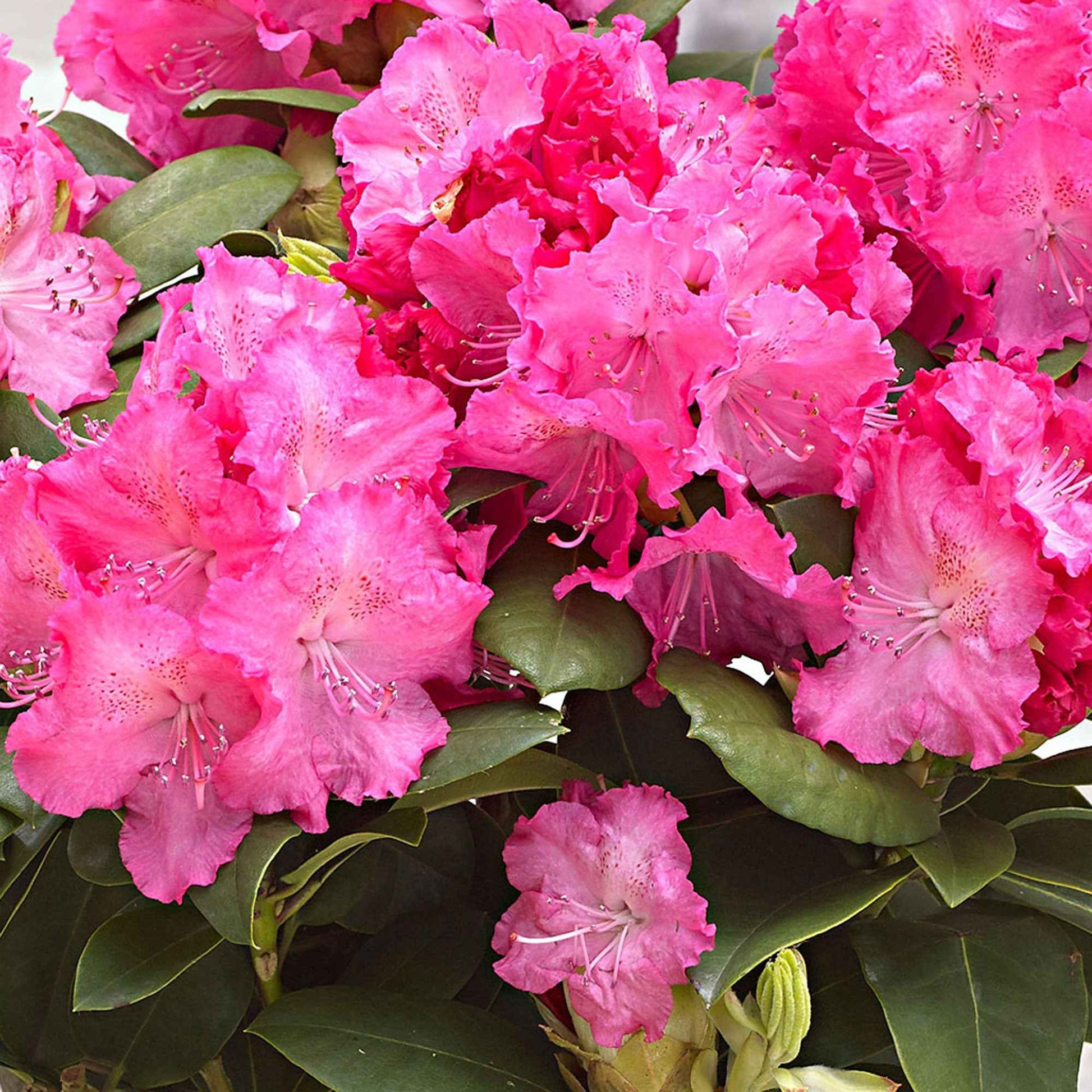 Rhododendron 'Germania' roze - Winterhard - Bloeiende struiken