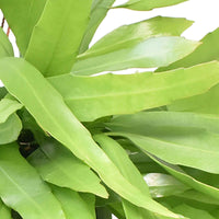 Bladcactus Epiphyllum pumilum  - Hangplant - Cactus