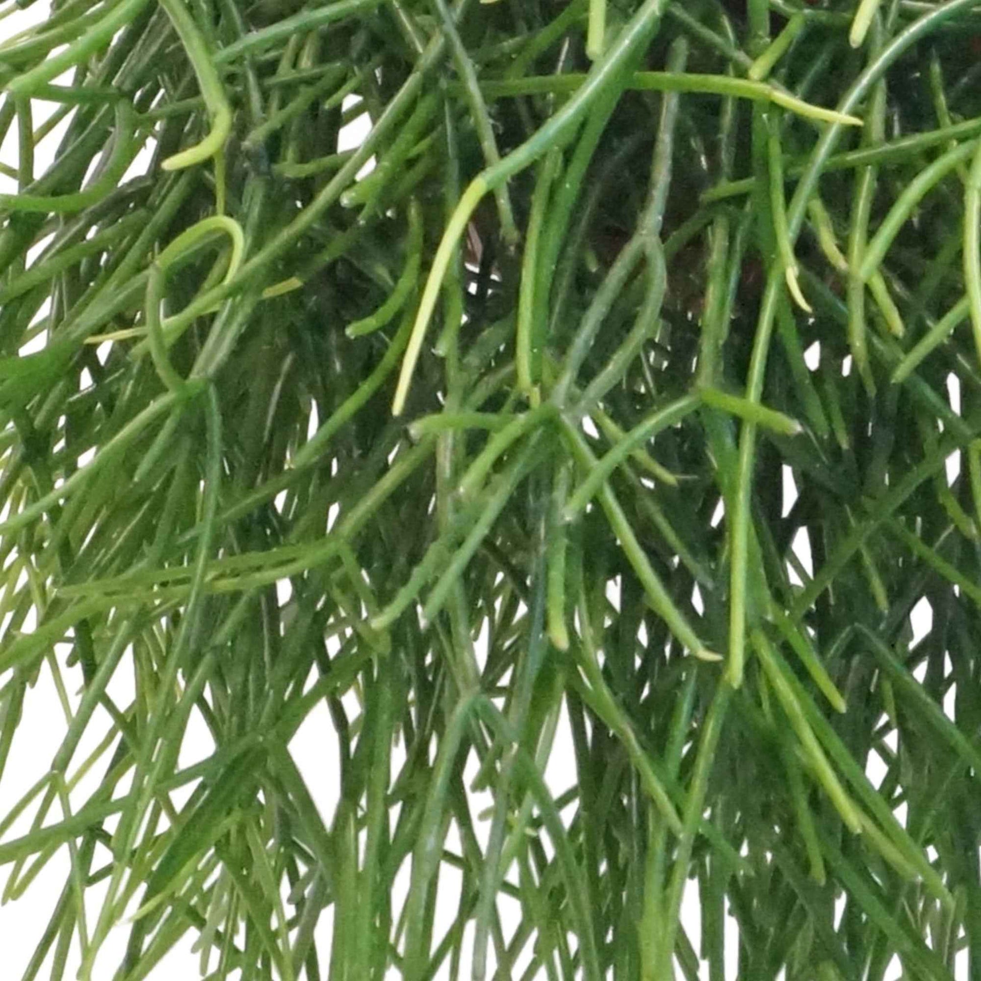 Koraalcactus Rhipsalis pulchra - Groene kamerplanten