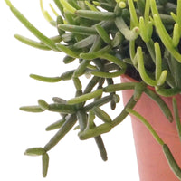 Koraalcactus Rhipsalis 'Easy Clada' - Alle makkelijke kamerplanten