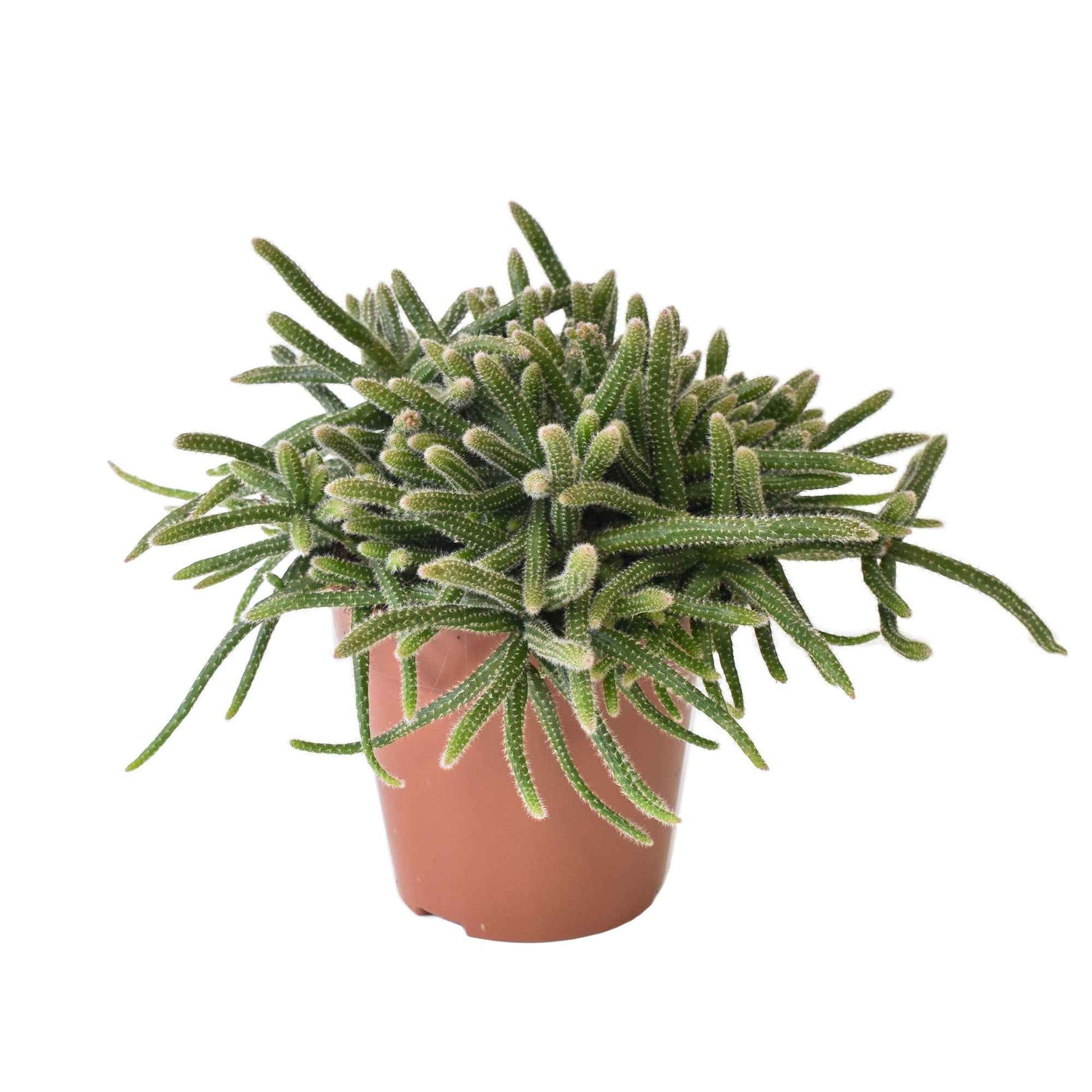 Koraalcactus Rhipsalis 'Horrida' - Alle makkelijke kamerplanten