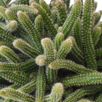 Koraalcactus Rhipsalis 'Horrida' - Groene kamerplanten