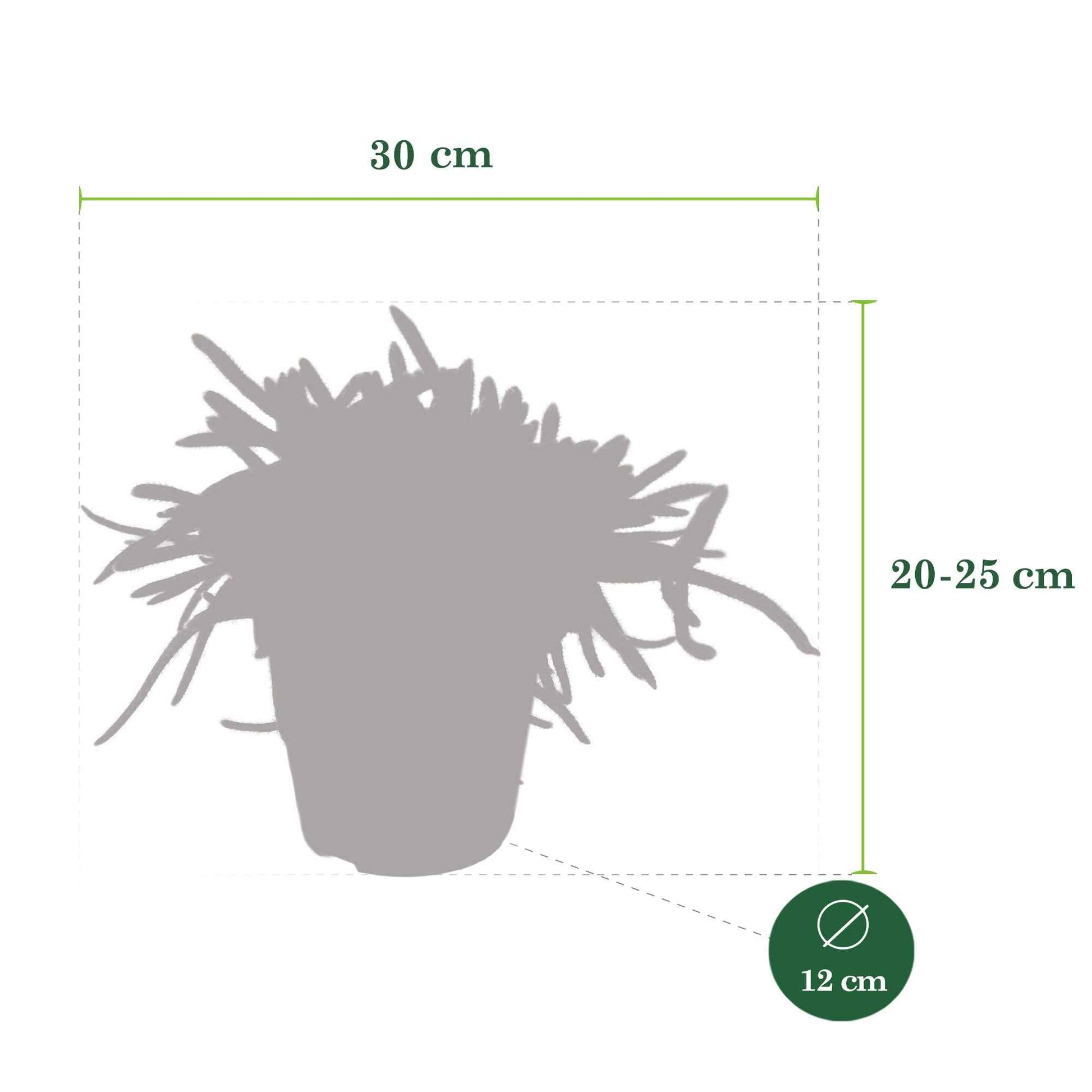 Koraalcactus Rhipsalis 'Horrida' - Kamerplanten