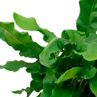 Tongvaren - Groene kamerplanten