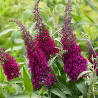 Vlinderstruik Buddleja 'Sugar Plum' paars - Winterhard - Alle bloeiende tuinplanten