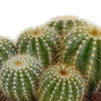Bolcactus Eriocactus warasii - Cactus