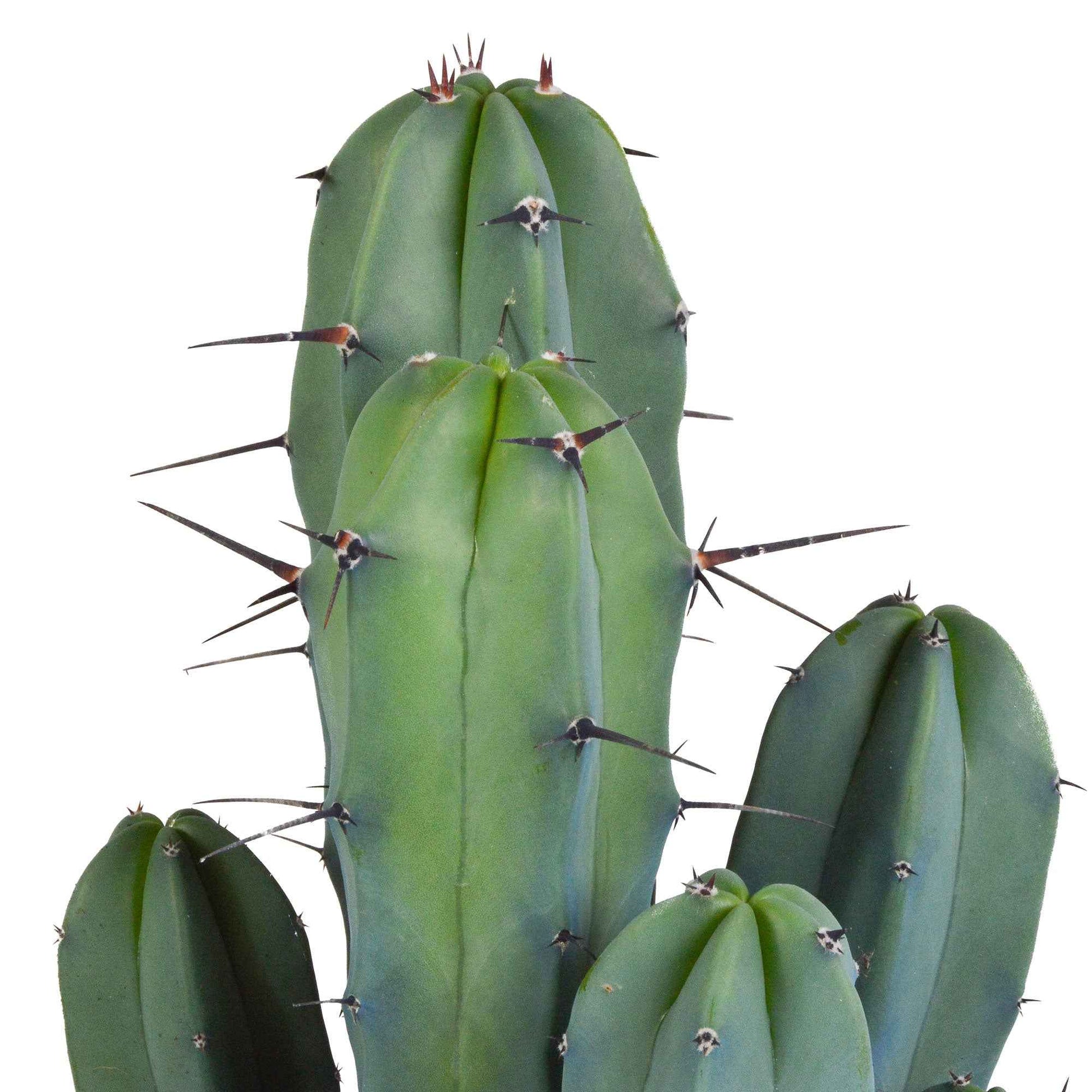 Zuilcactus Myrtillocactus geometrizans - Groene kamerplanten