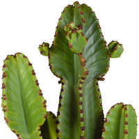 Cowboycactus Euphorbia ingens - Alle makkelijke kamerplanten