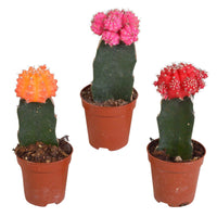 3 Cactus Gymnocalycium mihanovichii Rood-Oranje-Roze - 3x leveringshoogte 13-15 cm, potmaat Diameter 6 cm - Alle makkelijke kamerplanten - undefined
