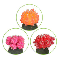 3 Cactus Gymnocalycium mihanovichii Rood-Oranje-Roze - Cactus