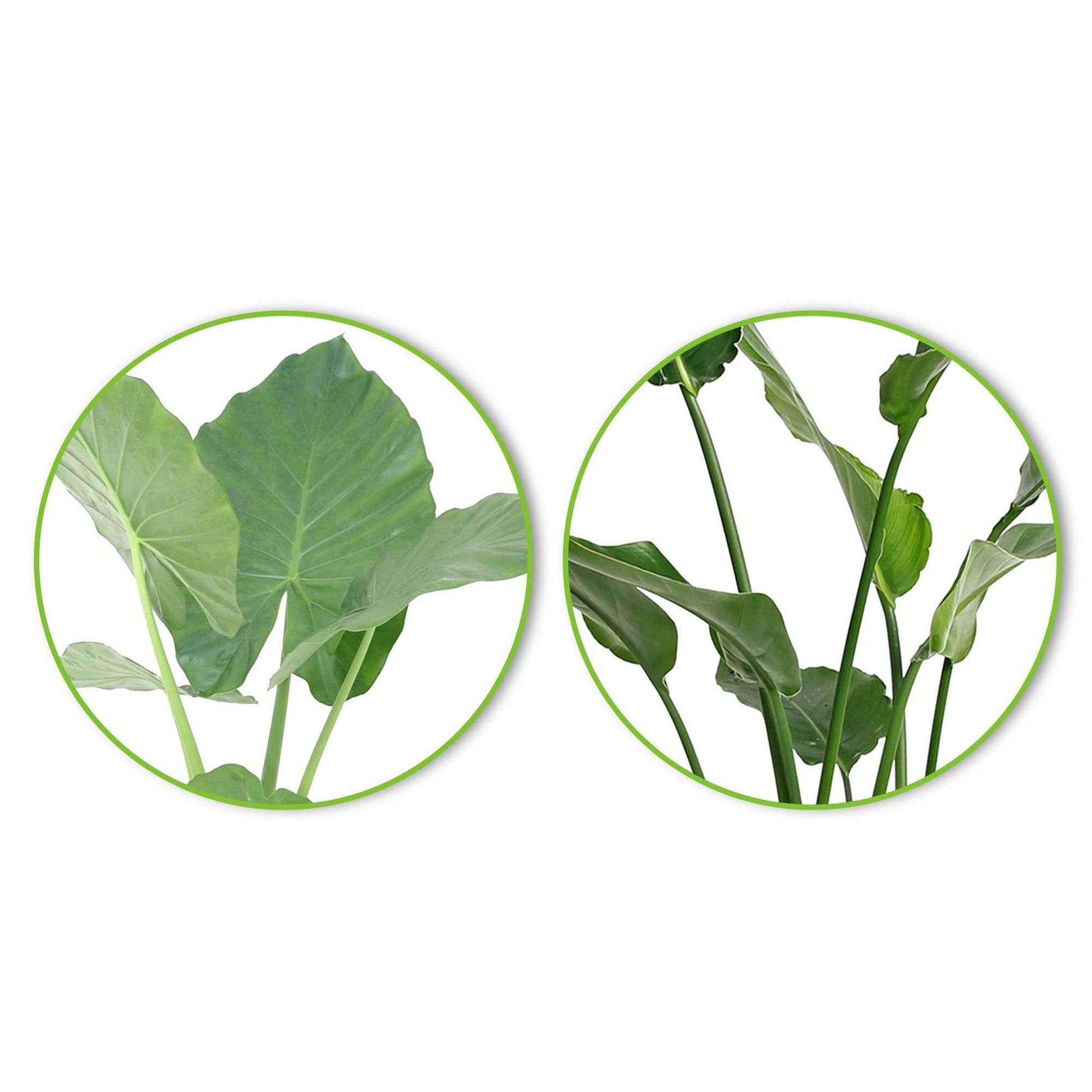 1x Alocasia macrorrhiza + 1x Strelizia 'nicolai' incl. manden bruin - Groene kamerplanten