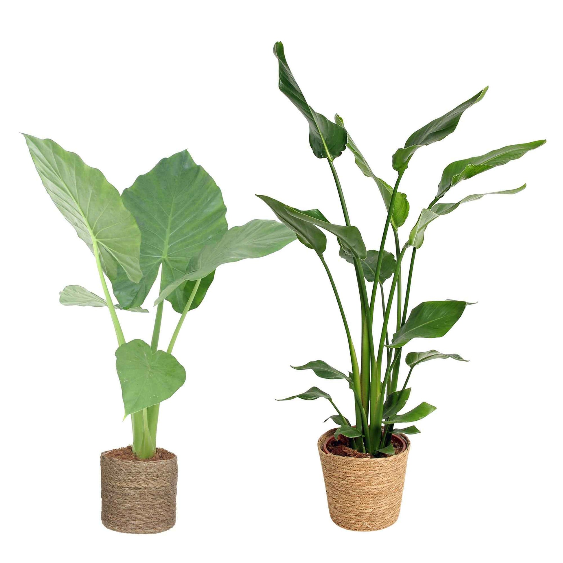 1x Alocasia macrorrhiza + 1x Strelizia 'nicolai' incl. manden bruin - Grote kamerplanten