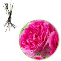 Trosroos Rosa 'Deutsche Welle' roze - Bare rooted - Winterhard - Heesters