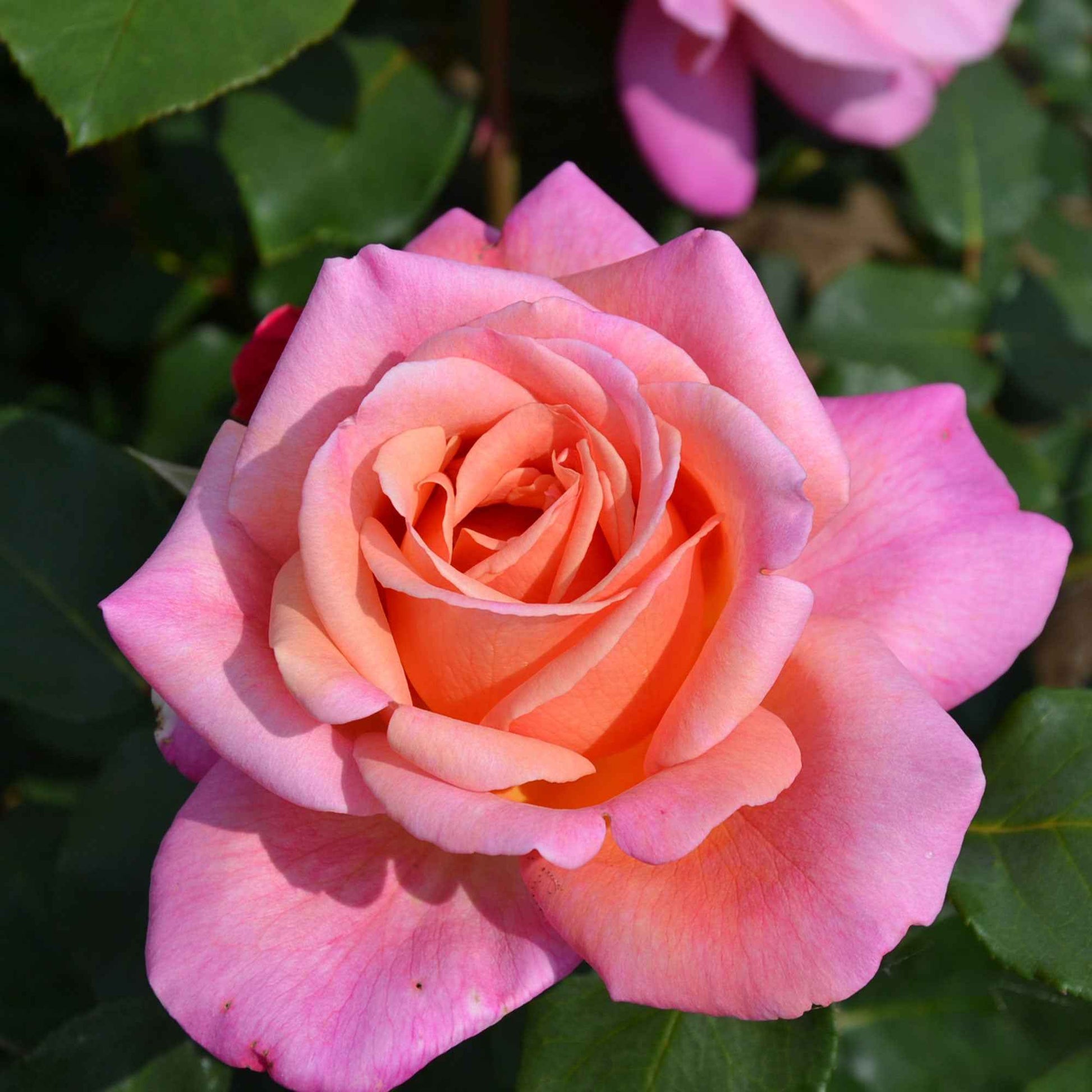 Grootbloemige roos Rosa 'Myveta'® Roze-Oranje  - Bare rooted - Winterhard - Grootbloemige rozen