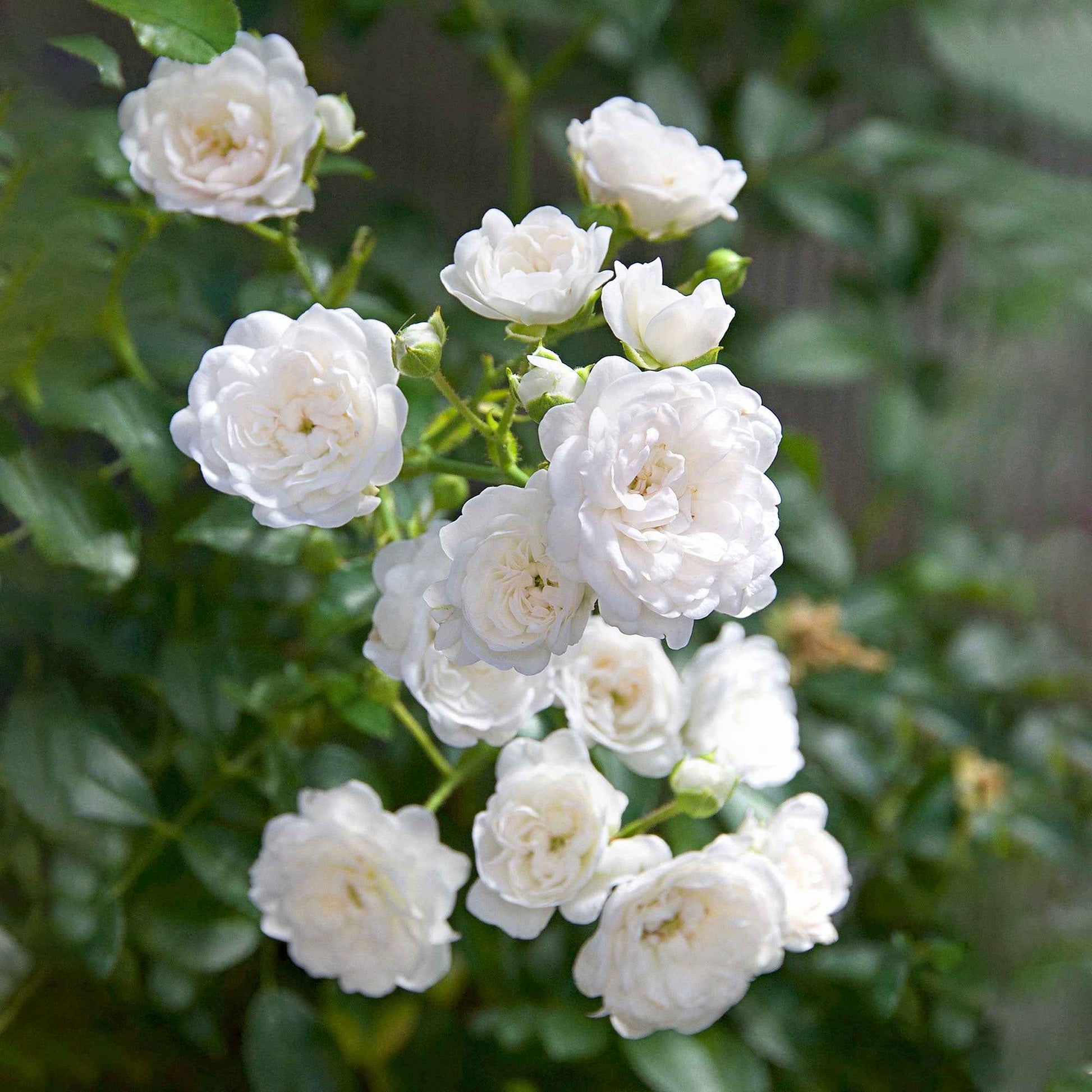 3x Bodembedekkende roos  Rosa 'Crystal Fairy'® Wit  - Bare rooted - Winterhard - Bodembedekkers