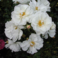 3x Bodembedekkende roos  Rosa 'Diamant'® Wit  - Bare rooted - Winterhard - Nieuw outdoor