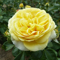 Trosroos Rosa 'Inka'® Geel  - Bare rooted - Winterhard - Heesters