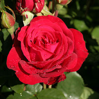 3x Grootbloemige roos Rosa 'Störtebeker'® Rood - Winterhard  - Bare rooted - Nieuw outdoor