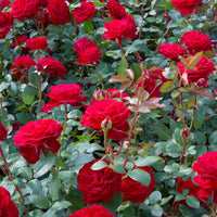 3x Grootbloemige roos Rosa 'Störtebeker'® Rood - Winterhard  - Bare rooted - Grootbloemige rozen