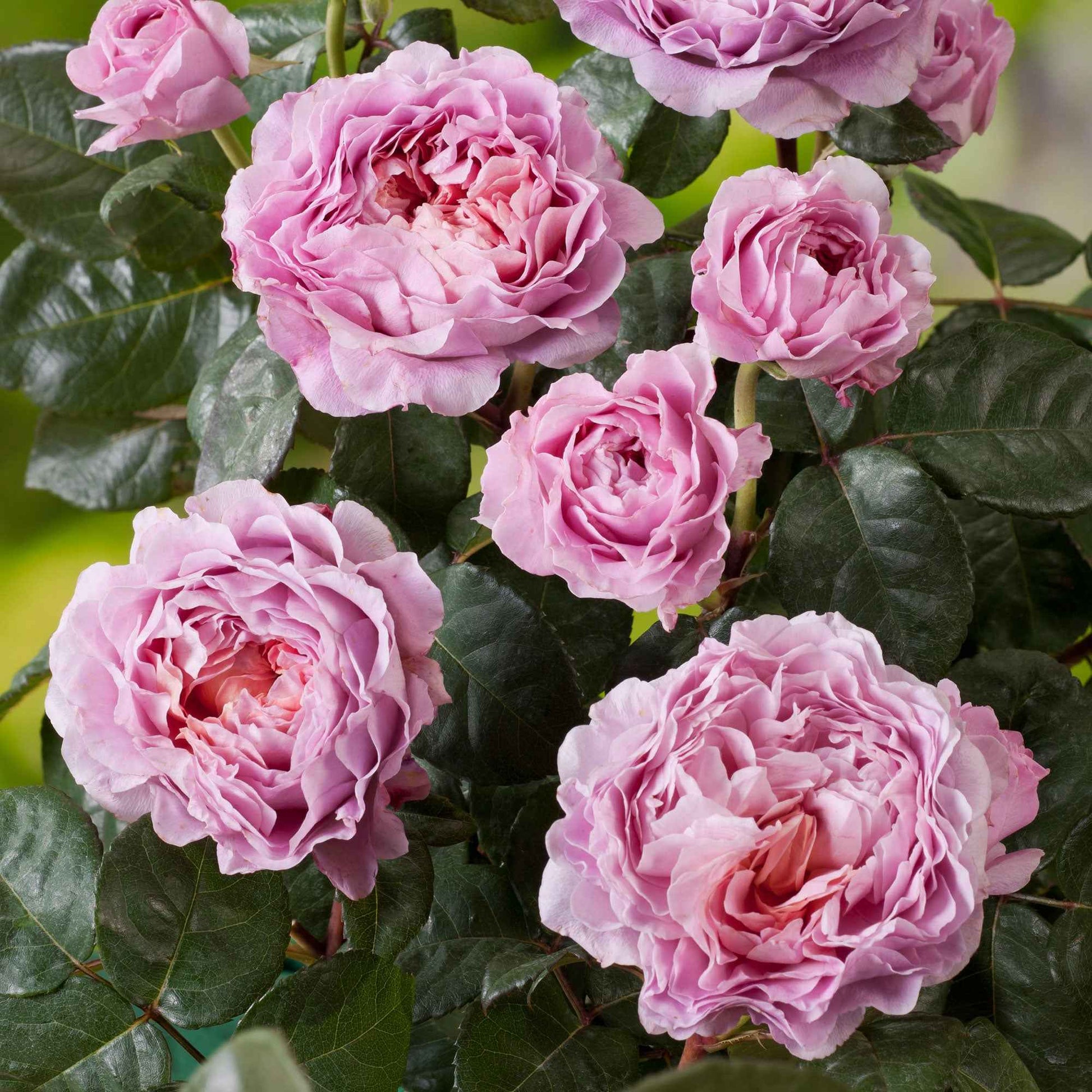 3x Grootbloemige roos  Rosa 'Eisvogel'® Roze  - Bare rooted - Winterhard - Heesters