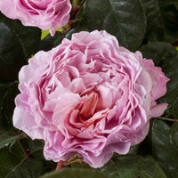 3x Grootbloemige roos  Rosa 'Eisvogel'® Roze  - Bare rooted - Winterhard - Nieuw outdoor