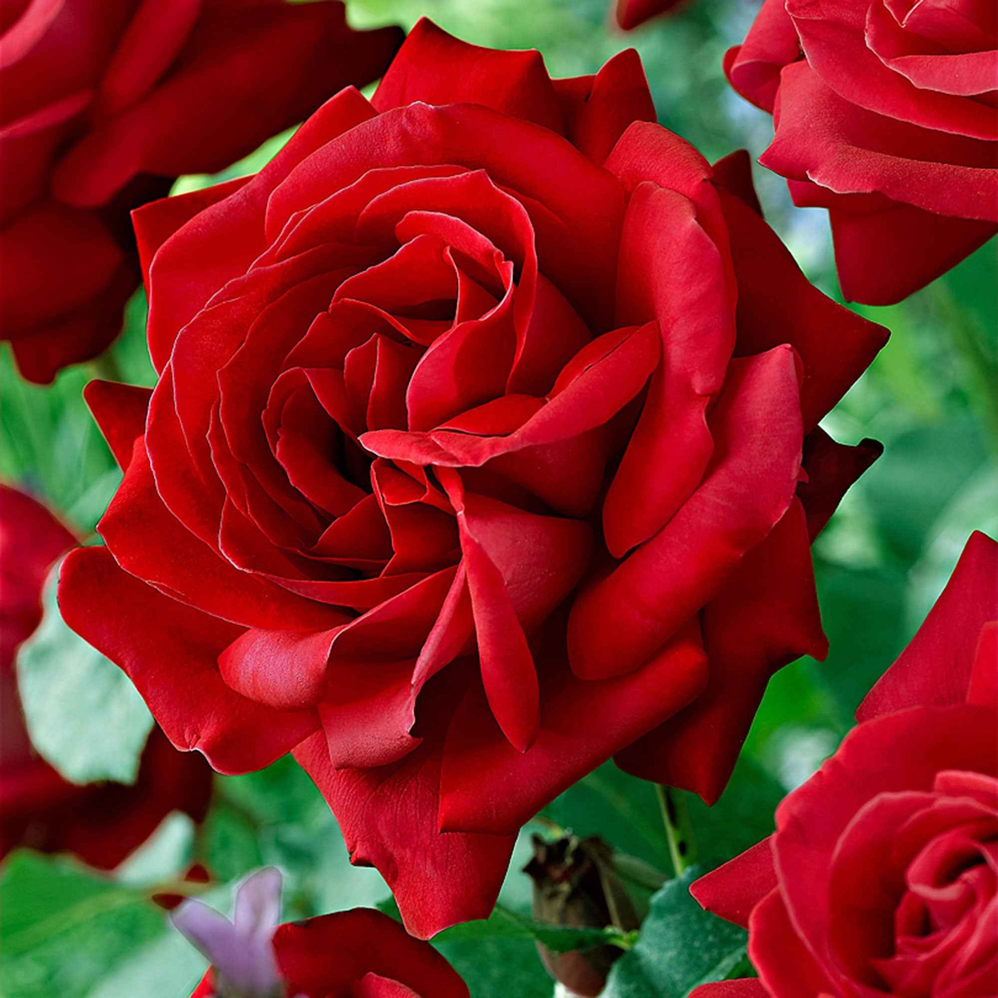 Grootbloemige roos Rosa 'Dame De Coeur'® Rood  - Bare rooted - Winterhard - Plant eigenschap
