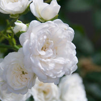 3x Bodembedekkende roos  Rosa 'Crystal Fairy'® Wit  - Bare rooted - Winterhard - Heesters
