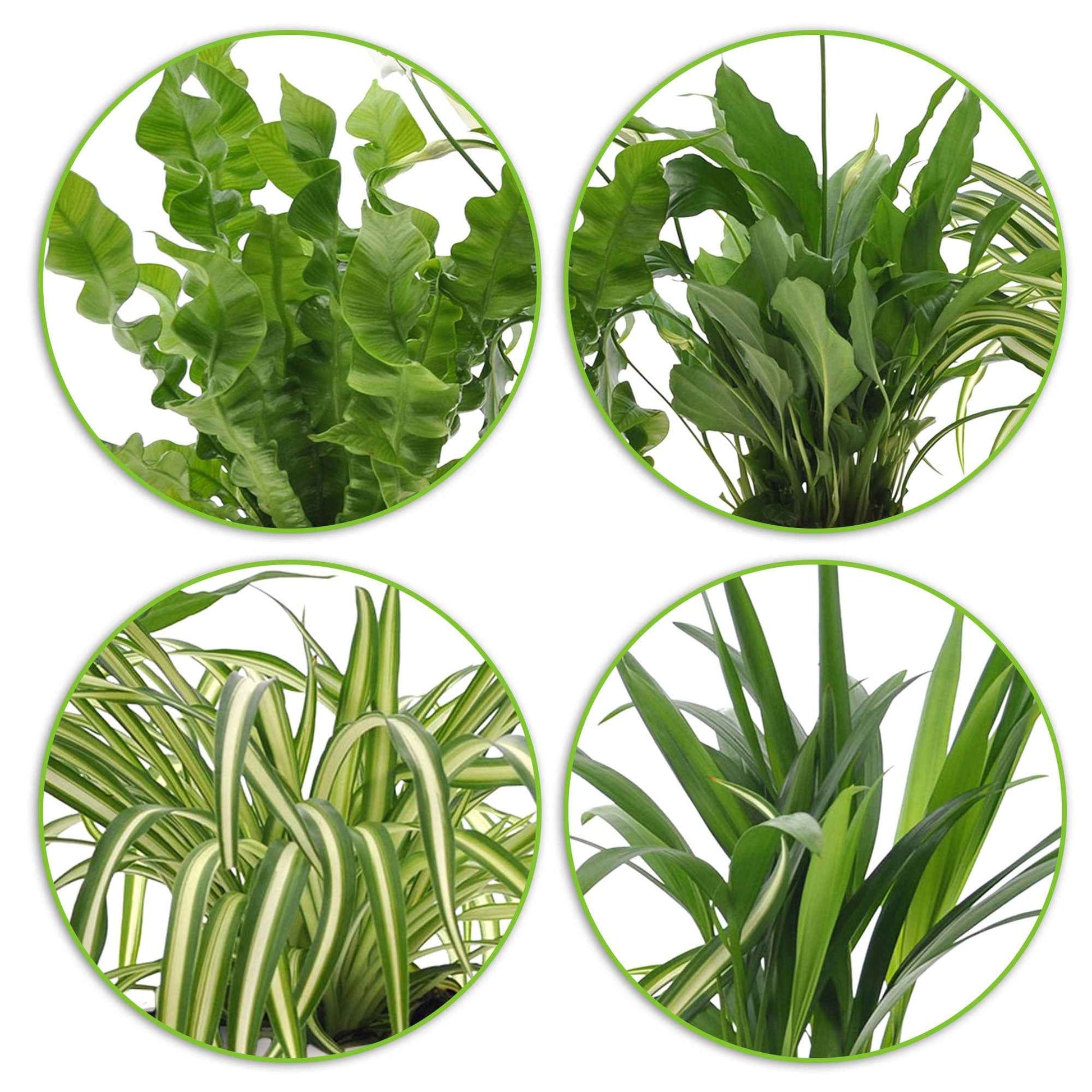 4x Luchtzuiverende kamerplanten - Mix incl. sierpotten wit - Groene kamerplanten