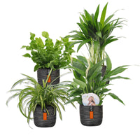 4x Luchtzuiverende kamerplanten - Mix incl. sierpotten zwart - Binnenplanten in sierpot