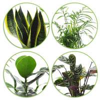 4x Makkelijke kamerplanten - Mix incl. sierpotten goud - Groene kamerplanten