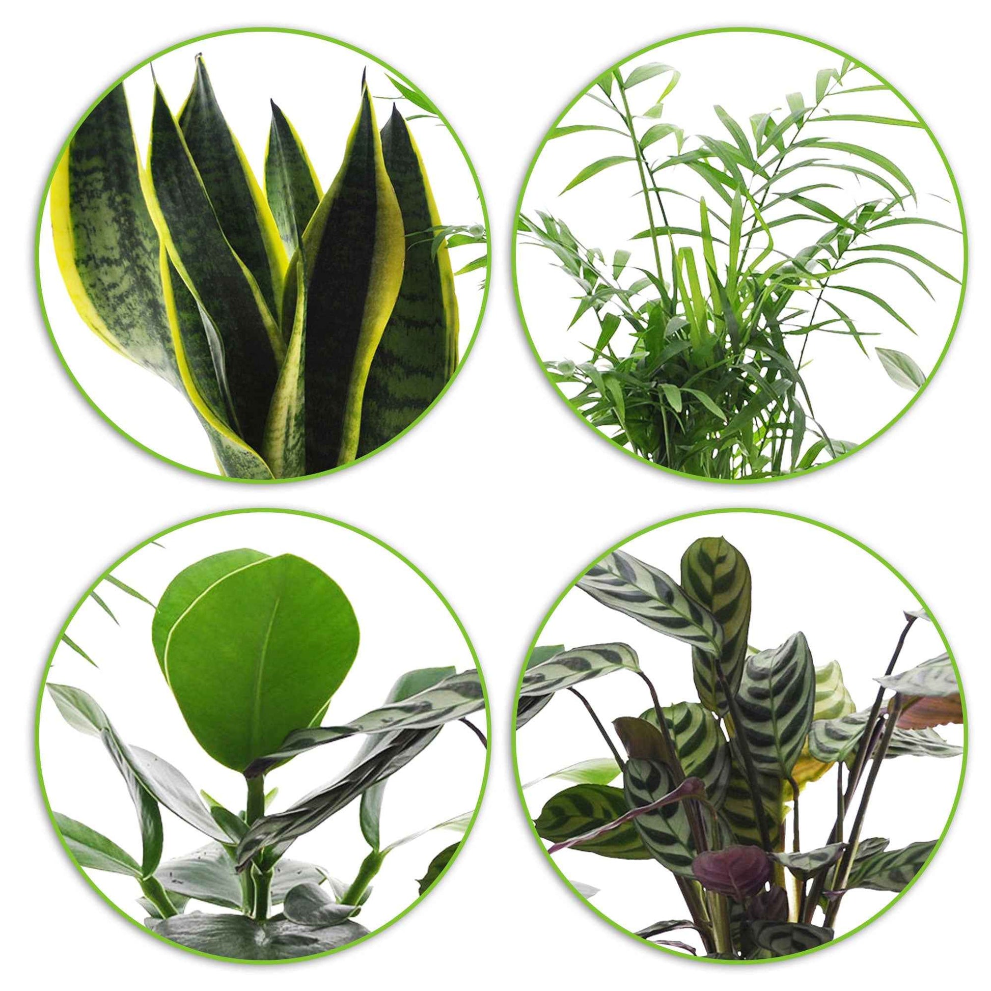 4x Makkelijke kamerplanten - Mix incl. sierpotten goud - Groene kamerplanten