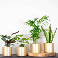 4x Makkelijke kamerplanten - Mix incl. sierpotten goud - Combinaties en Sets