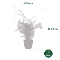 4x Makkelijke kamerplanten - Mix incl. sierpotten antraciet - Kamerplanten