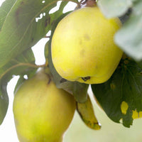 Kweepeer Cydonia 'Vranja' - Bio - Winterhard - Fruit