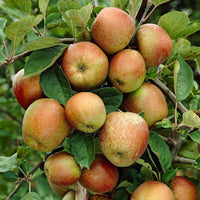 Appelboom Malus domestica 'Rode Boskoop' Wit-Rood-Groen - Bio - Winterhard - Appels
