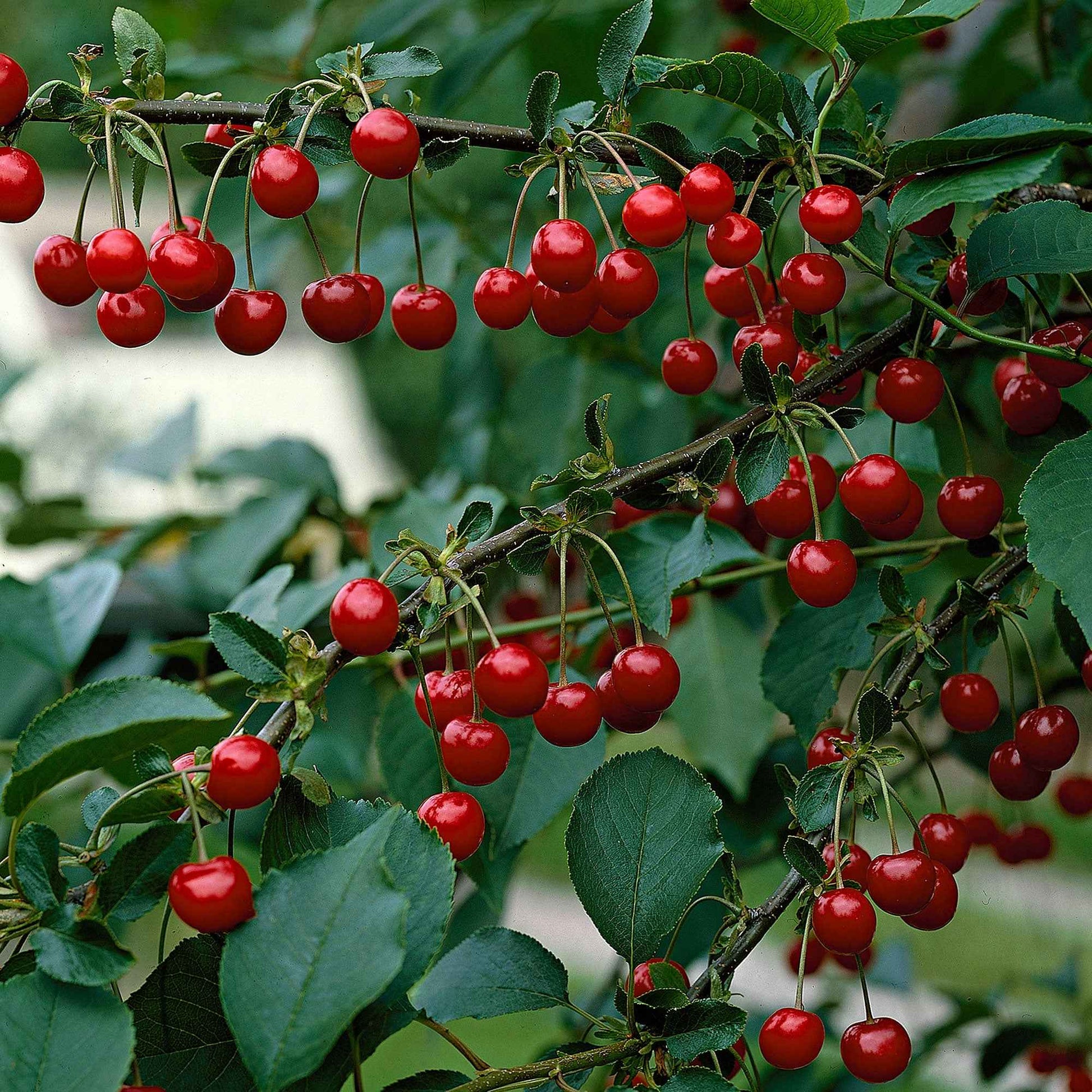 Zure kers Prunus 'Morellenfeuer' Biologisch - Winterhard - Bomen en hagen