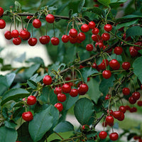 Zure kers Prunus 'Morellenfeuer' Biologisch - Winterhard - Plant eigenschap