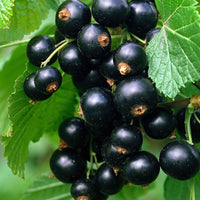 Zwarte aalbes Ribes 'Little Black Sugar' Zwart - Bio - Fruit