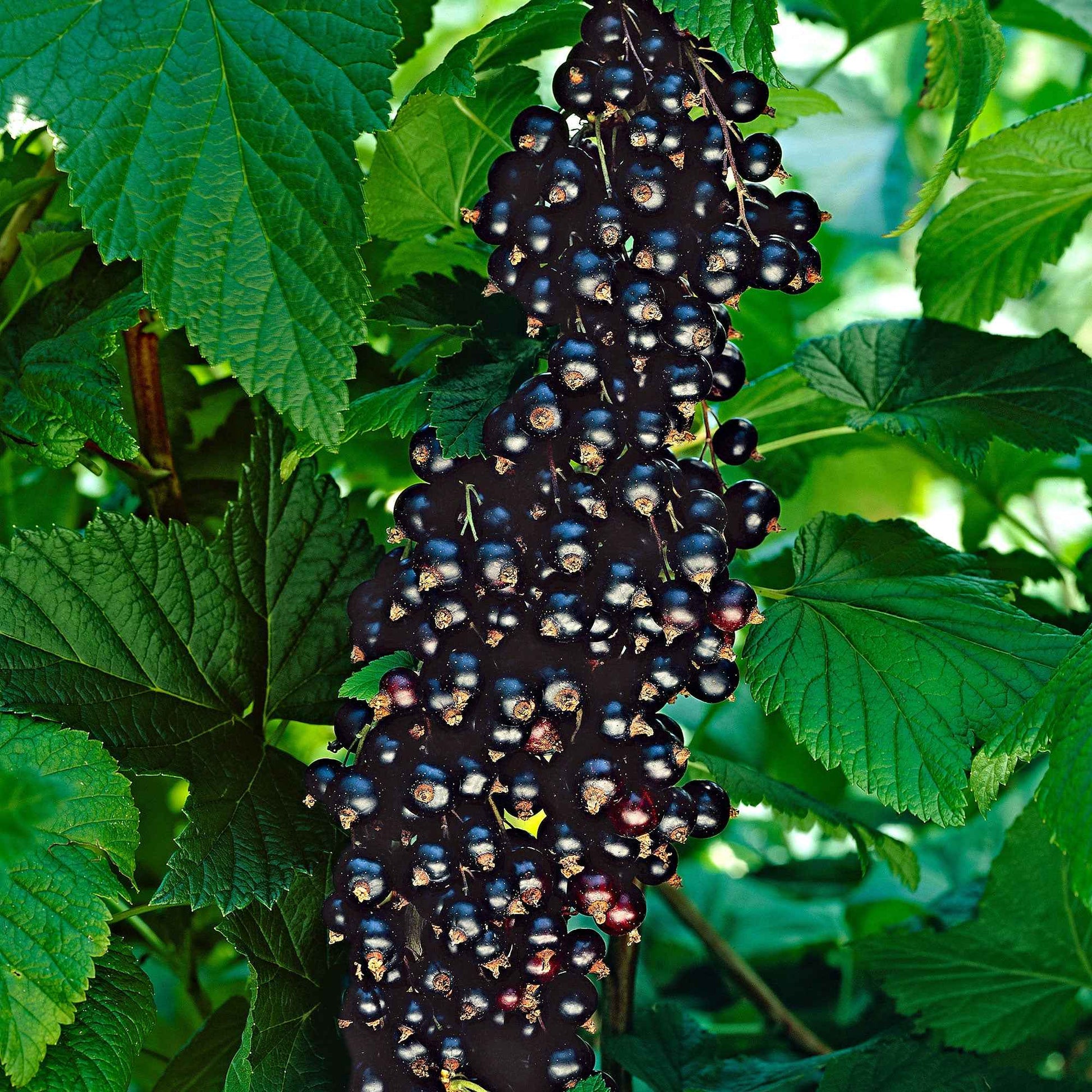 Zwarte aalbes Ribes 'Little Black Sugar' Zwart - Bio - Bessen