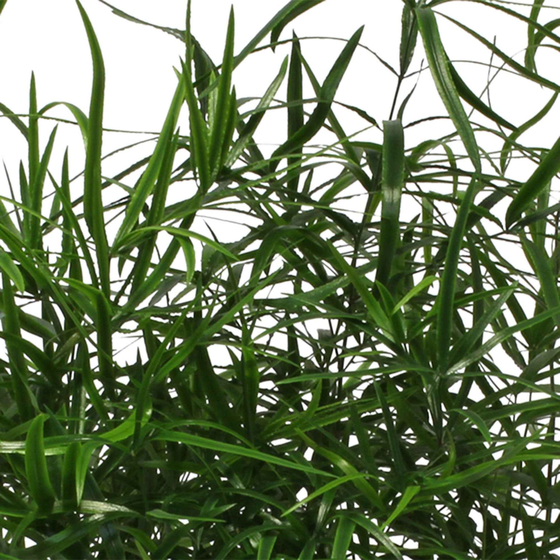 Sierasperge Asparagus falcatus - Huiskamerplanten