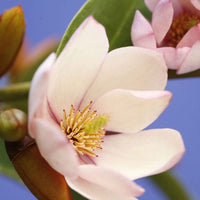 Magnolia Michelia hybride 'Fairy Magnolia Blush' incl. Artstone pot Bola zwart - Winterhard - Heesters