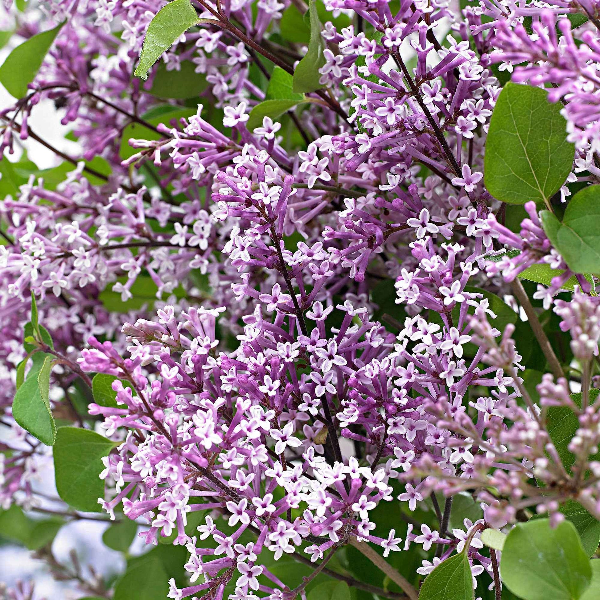 Dwergsering Syringa Bloomerang® 'Dark Purple' Paars incl. sierpot - Winterhard - Bloeiende tuinplanten