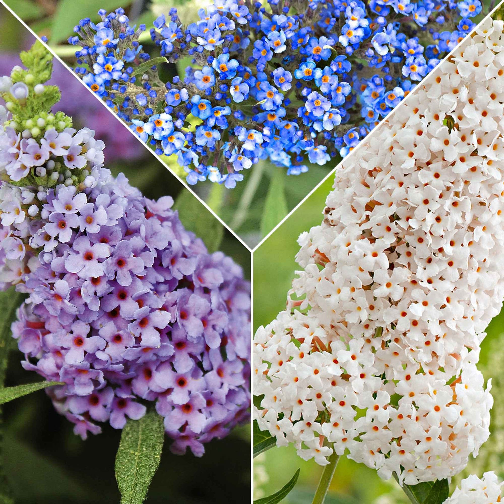 3x Vlinderstruik Buddleja 'Lilac Turtle' + 'White Swan' + 'Blue Sarah' blauw-paars-wit - Winterhard - Alle bloeiende tuinplanten