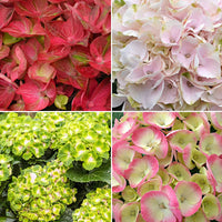 4x Hortensia Hydrangea - Mix 'Colourful Dreaming' - Bloeiende tuinplanten