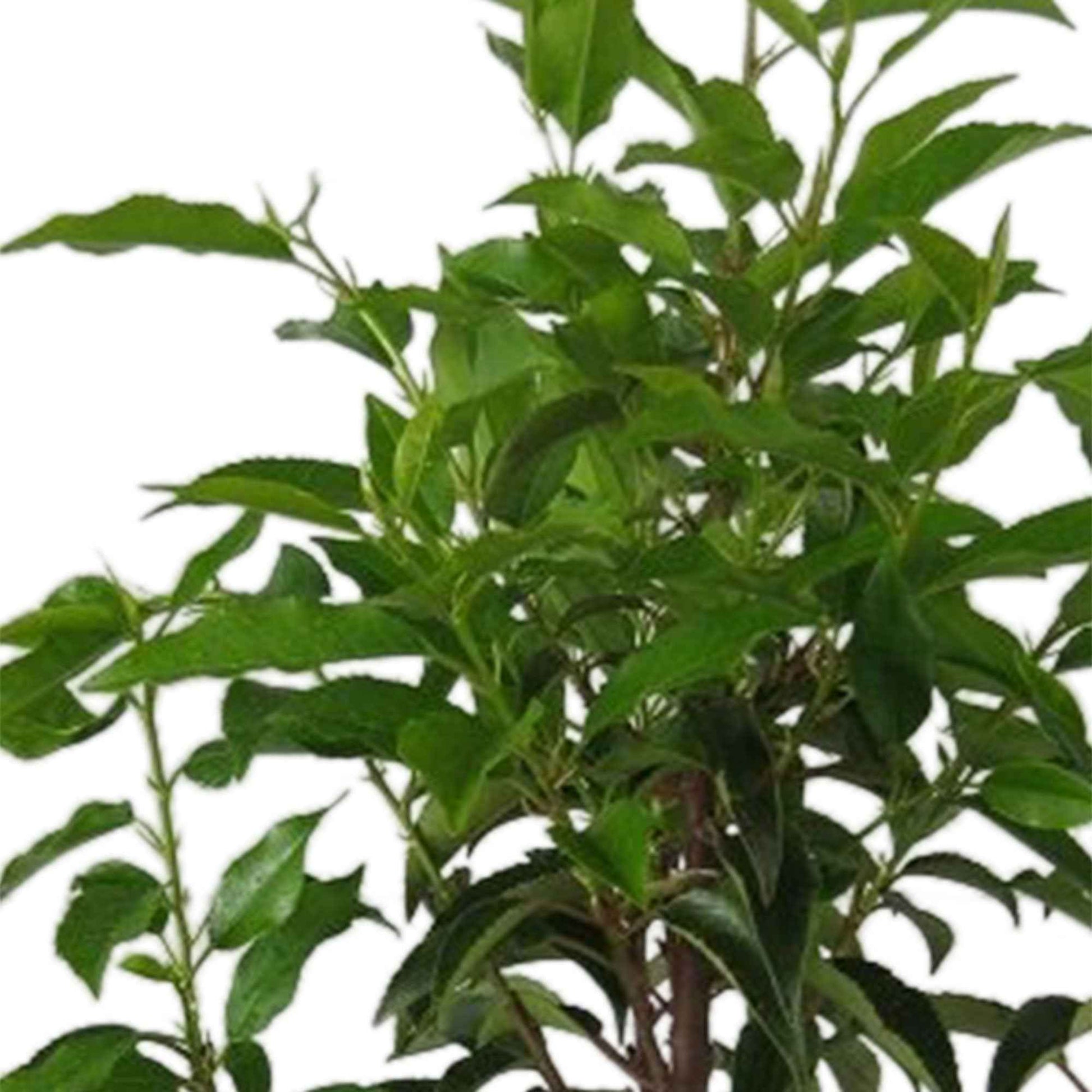 Laurierkers Prunus 'Novita' - Bare rooted - Winterhard - Heesters