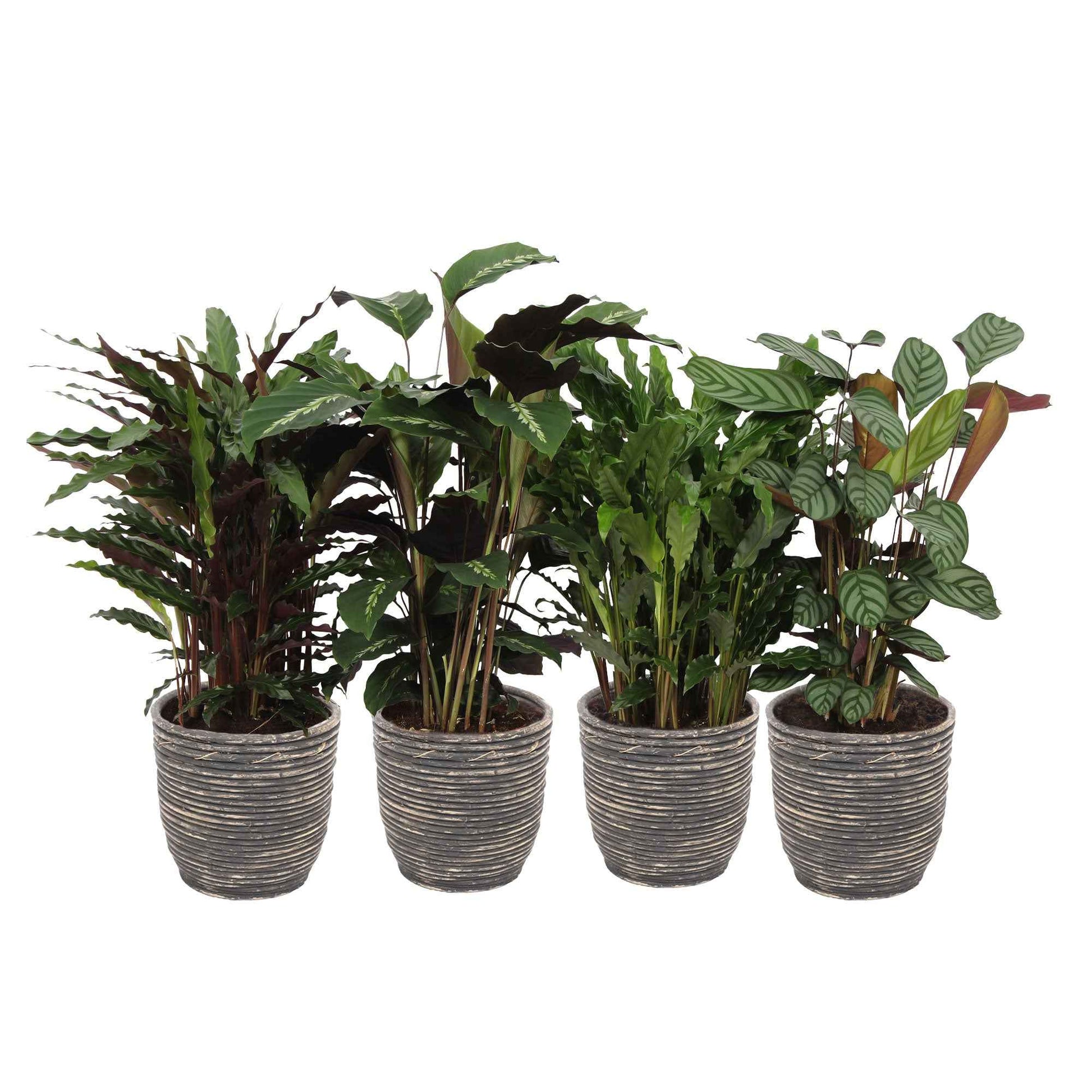 4x Bidplant Calathea - Mix Luchtzuiverende planten incl. sierpot - Diervriendelijke kamerplanten
