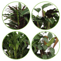 4x Bidplant Calathea - Mix Luchtzuiverende planten incl. sierpot - Binnenplanten in sierpot